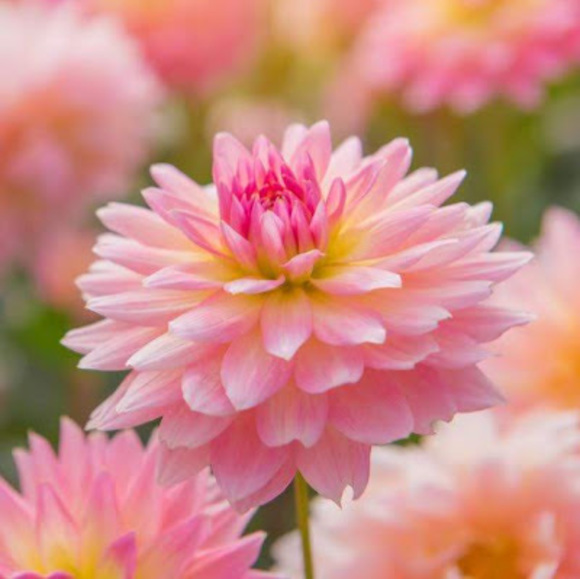 Meet your Posher, Martha - Picture 1 of 1